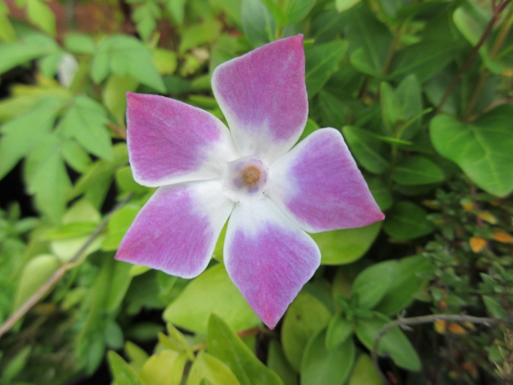 Vinca difformis Jenny Pym - 2 litre pot