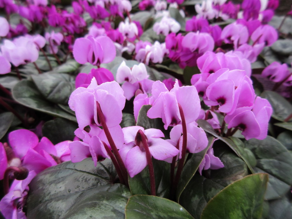 Cyclamen coum - 9cm pot