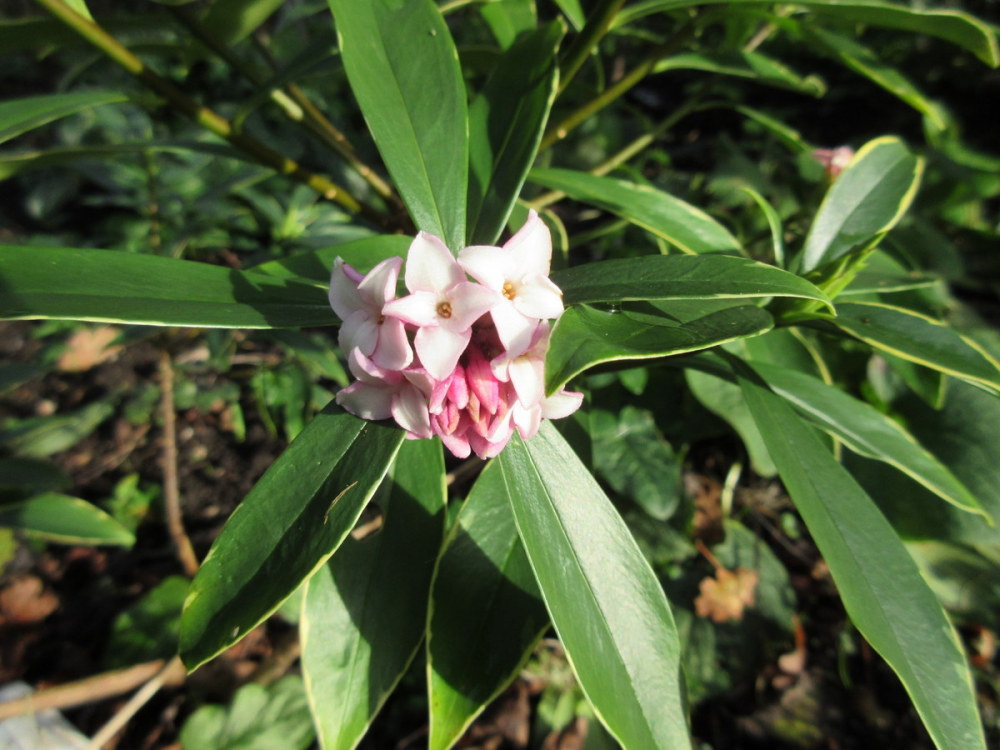 Daphne odora Aureomarginata - 2 litre pot