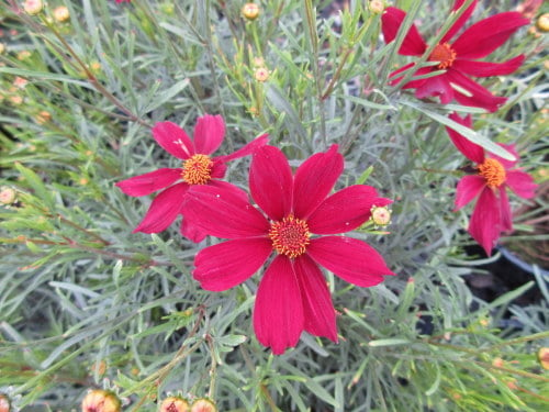 Coreopsis Red Satin - 2 litre pot