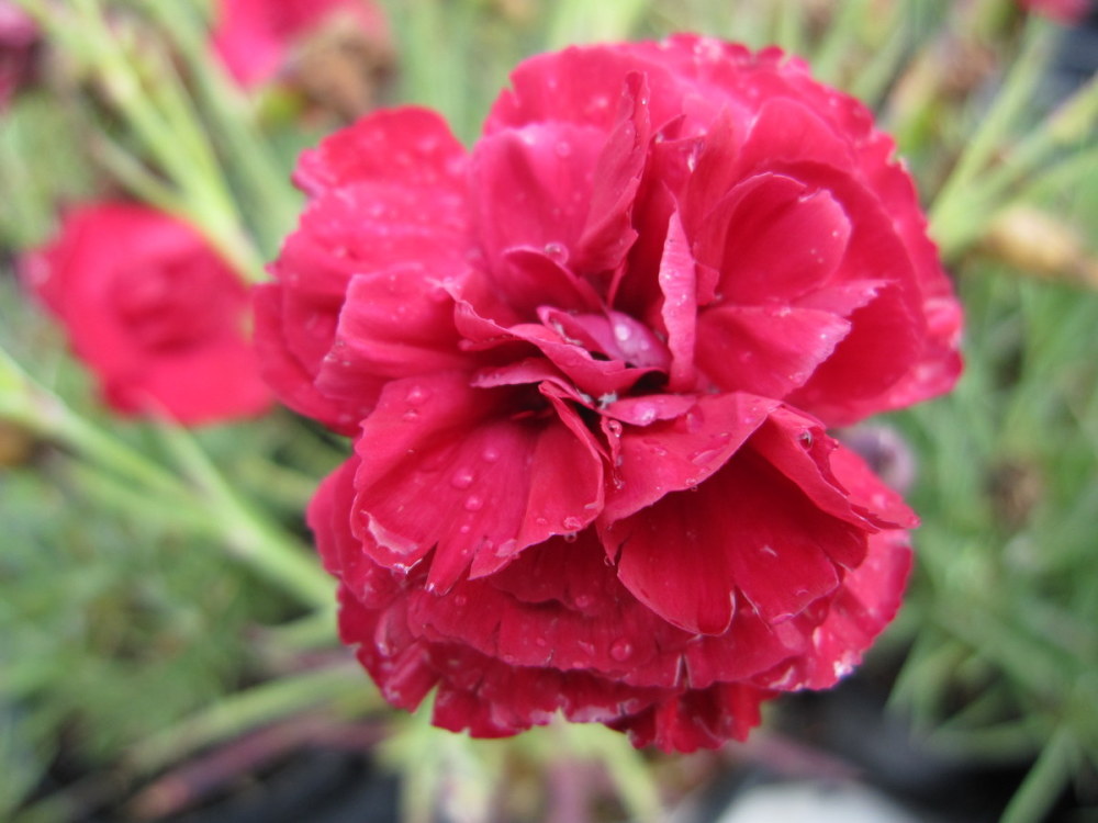 Dianthus Passion - 1 litre pot