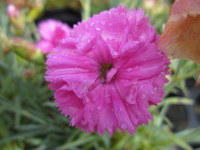 Dianthus Tickled Pink - 1 litre pot