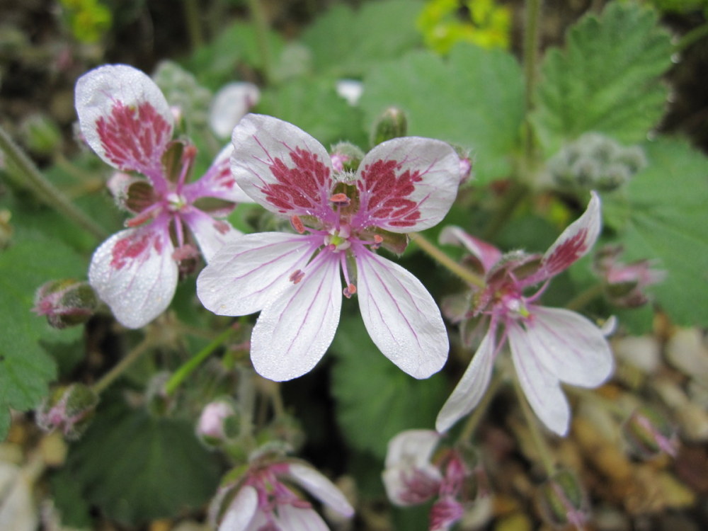 Erodium pelargoniiflorum - 9cm pot