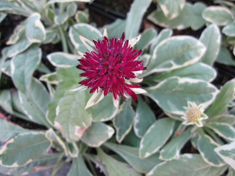 Knautia macedonica Thunder and Lightning - 2 litre pot