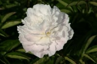 Paeonia lactiflora Shirley Temple - 3 litre pot