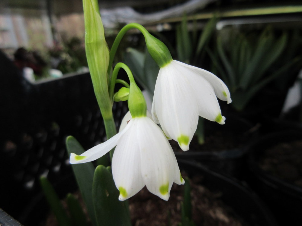 Leucojum aestivum - 2 litre pot