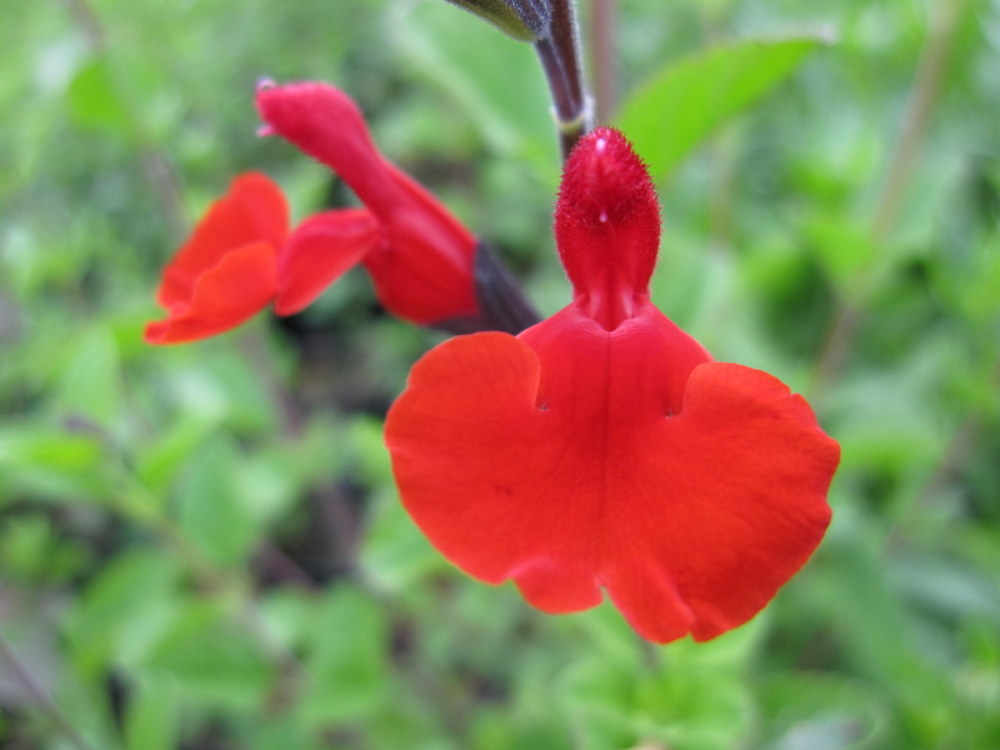 Salvia Royal Bumble - 9cm pot