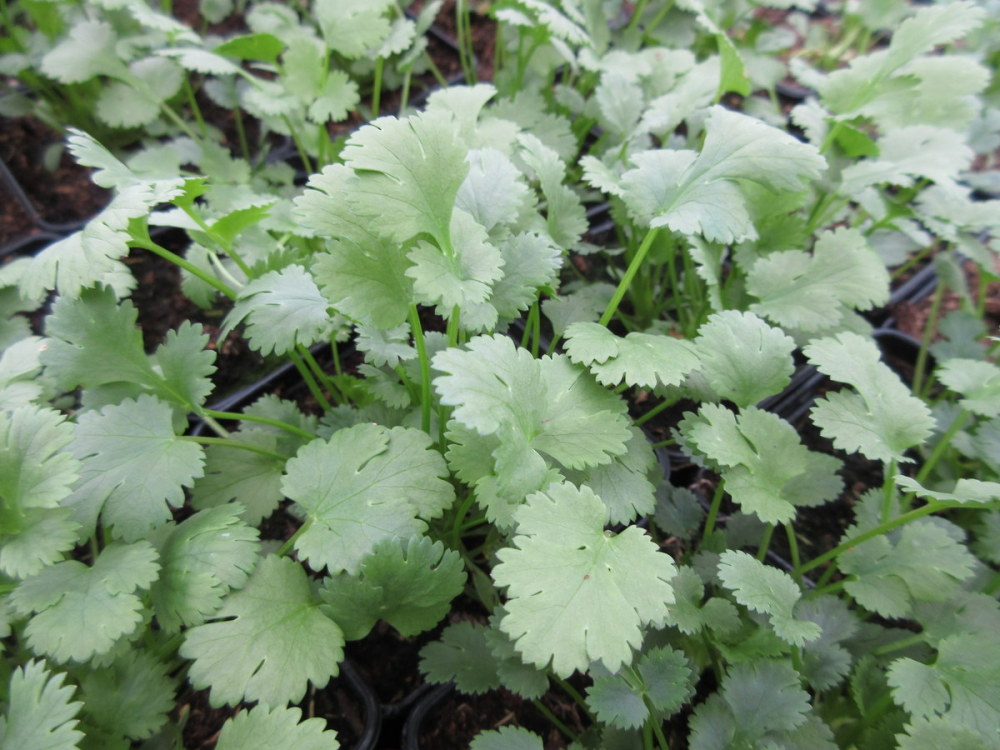 Coriander, Common - 9cm pot