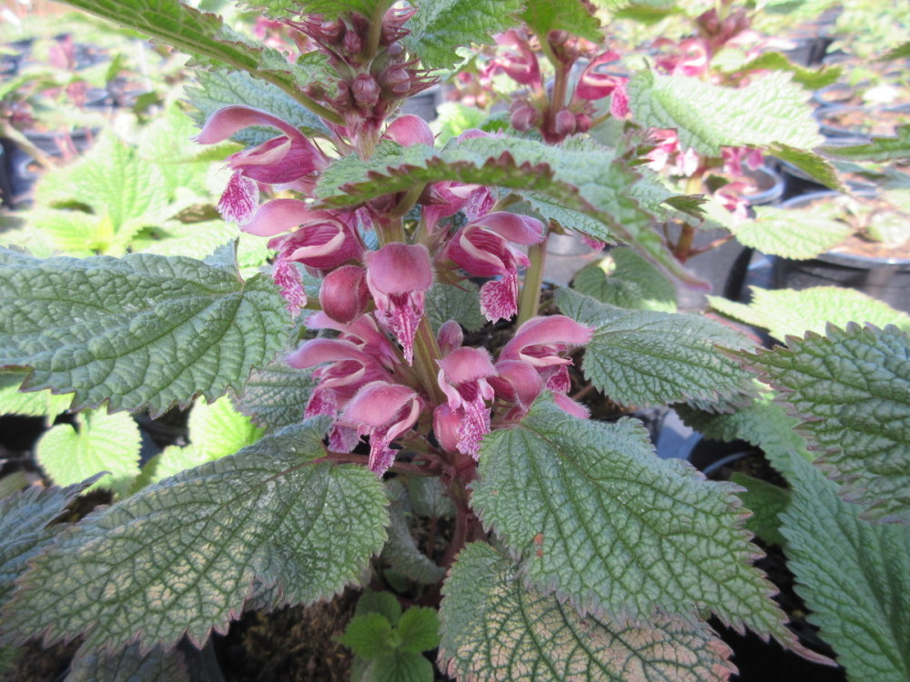 Lamium orvala - 2 litre pot