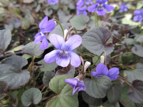 Viola riviniana Purpurea Group (labradorica) - 9cm pot