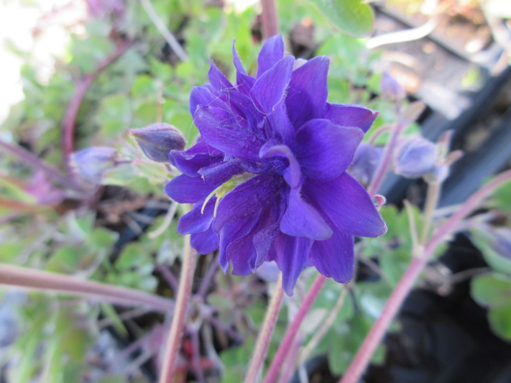 Aquilegia vulgaris var. stellata Blue Barlow - 9cm pot