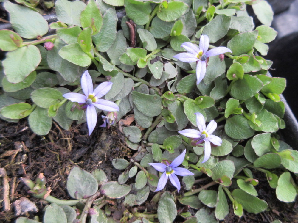 Pratia pedunculata County Park - 9cm pot