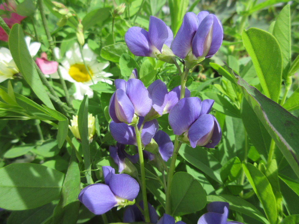 Baptisia australis - 2 litre pot