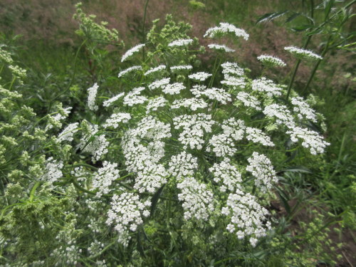 Ammi majus - 9cm pot