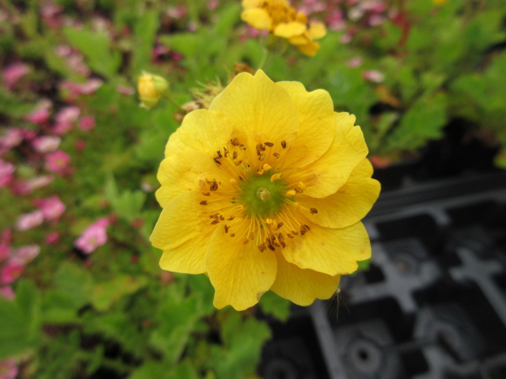 Geum Lady Stratheden - 2 litre pot