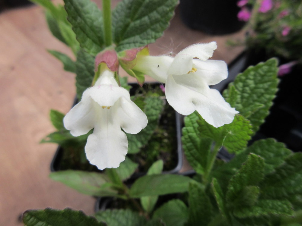 Melittis melissophyllum Alba - 9cm pot