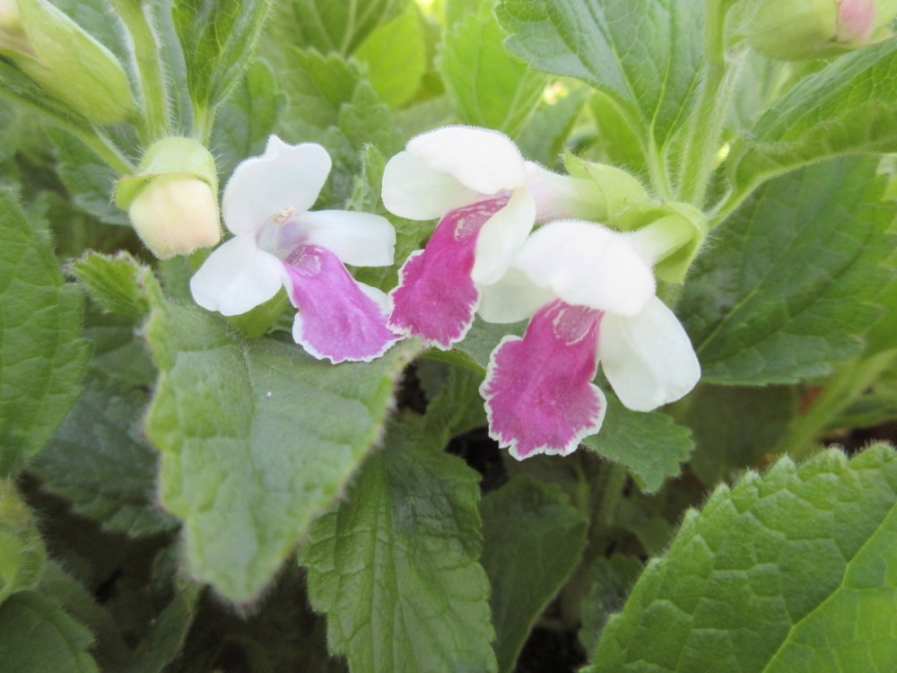 Melittis melissophyllum Royal Velvet Distinction - 9cm pot