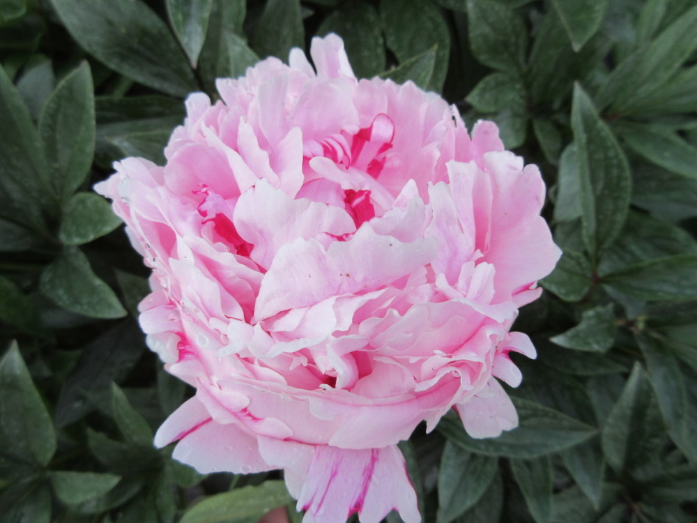 Paeonia lactiflora Sarah Bernhardt - 3 litre pot