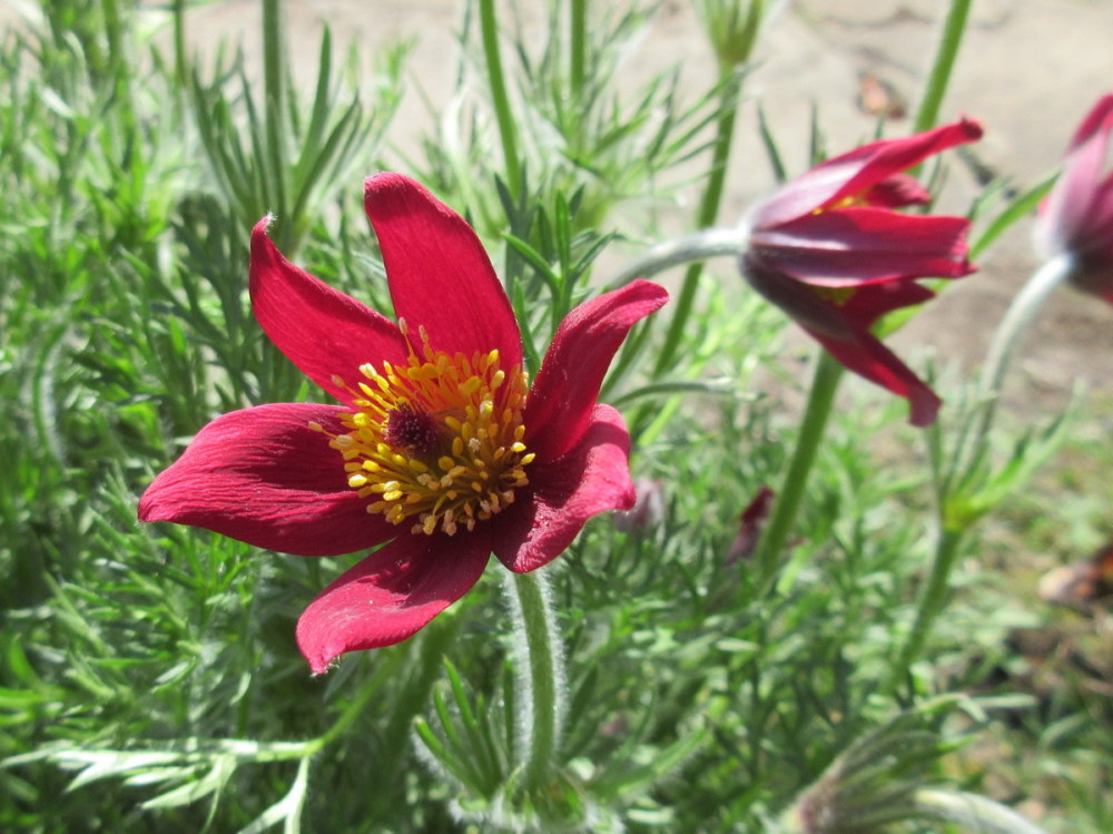 Pulsatilla vulgaris var. rubra - 9cm pot