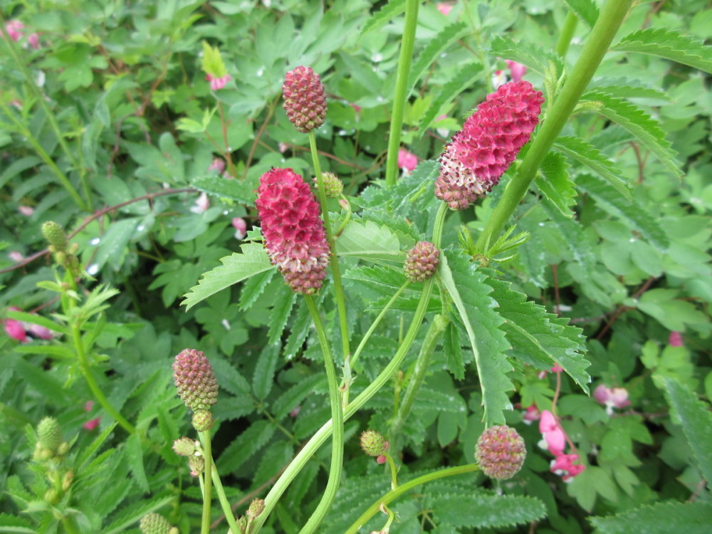Sanguisorba officinalis Arnhem - 2 litre pot