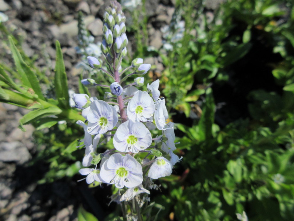 Veronica gentianoides - 9cm pot