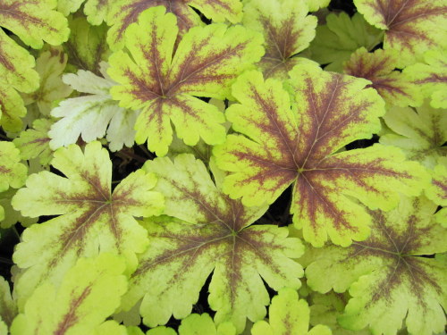 Heucherella Golden Zebra - 9cm pot