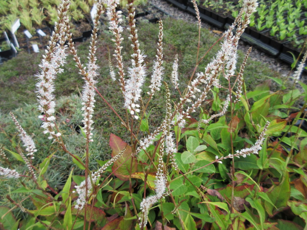 Persicaria amplexicaulis Alba - 9cm pot