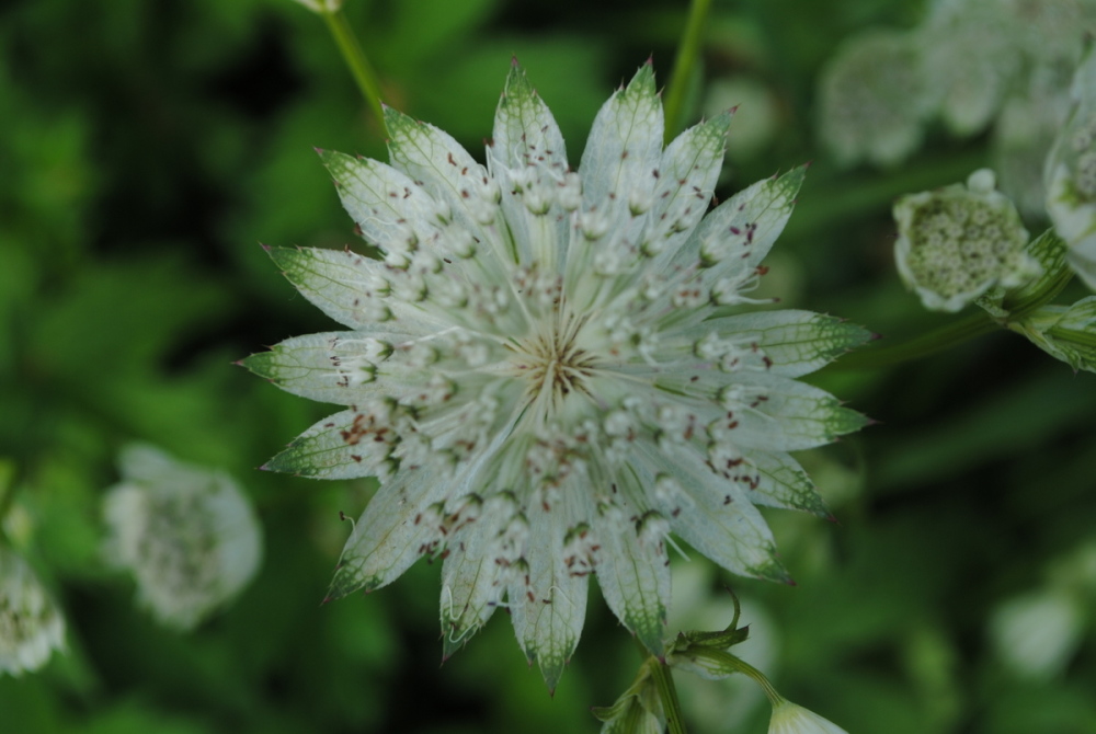 Astrantia Superstar - 9cm pot
