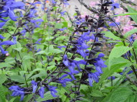 Salvia guaranitica Black and Blue - 2 litre pot