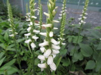 Spiranthes odorata Chadd's Ford - 9cm pot