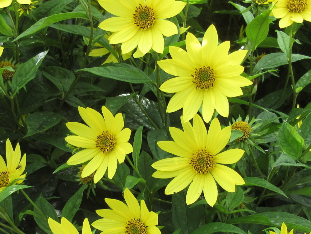 Helianthus Lemon Queen - 9cm pot