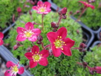 Saxifraga Peter Pan - 9cm pot