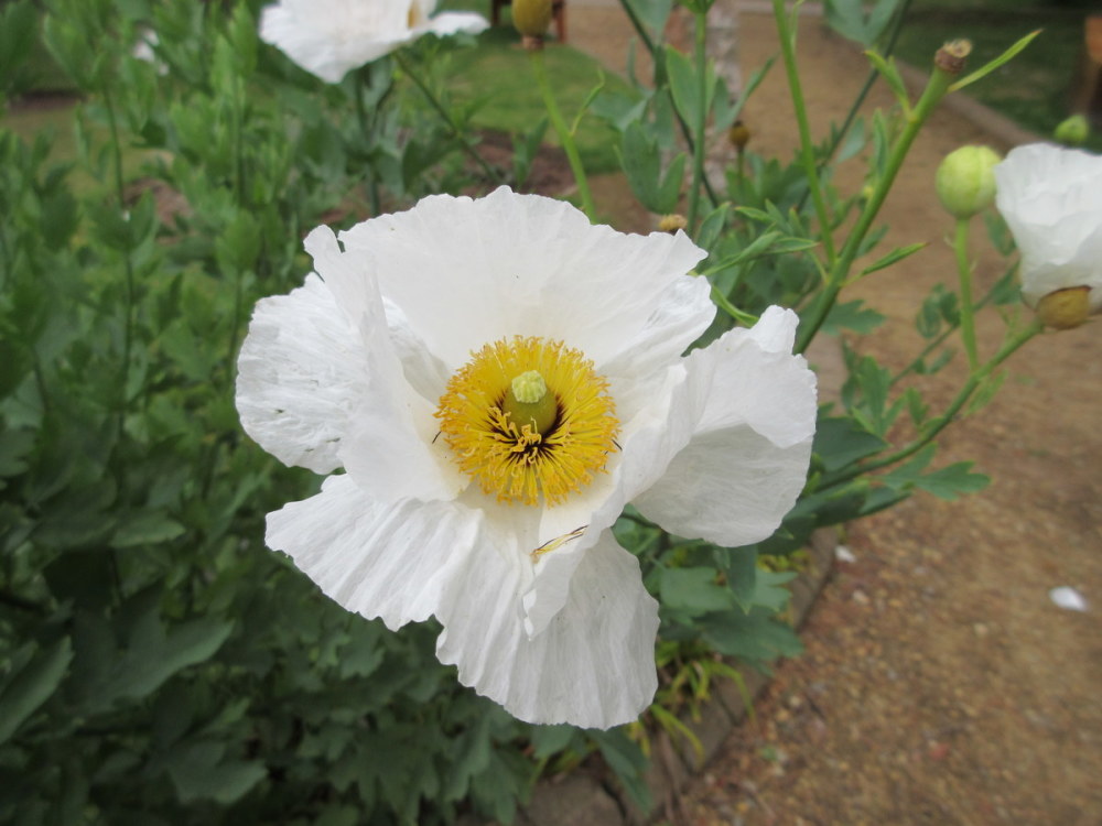 Romneya coulteri - 9cm pot