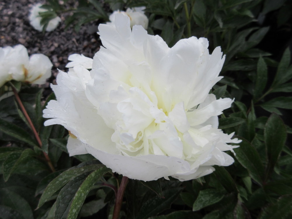 Paeonia lactiflora Duchesse de Nemours - 3 litre pot