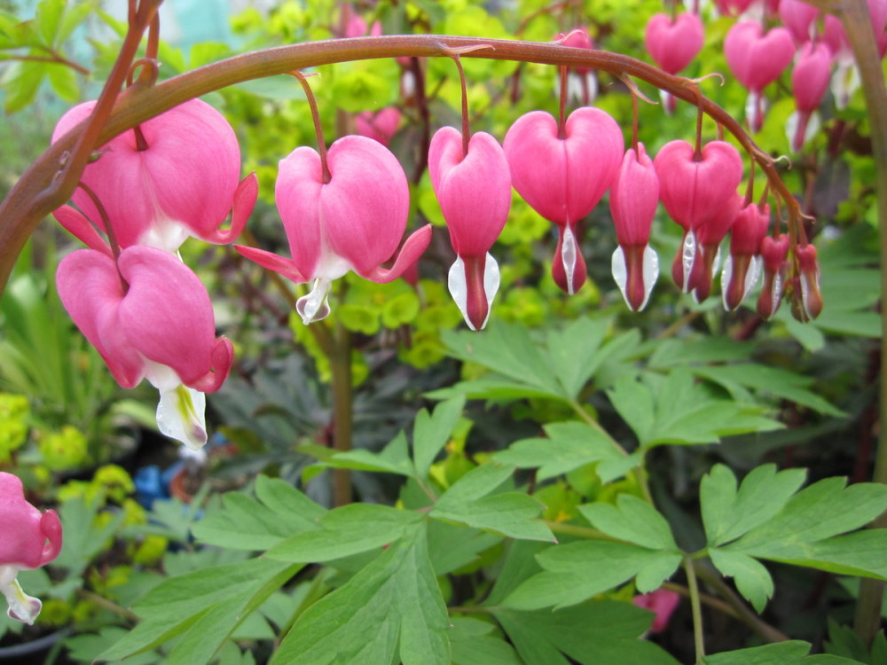 Lamprocapnos (Dicentra) spectabilis - 9cm pot