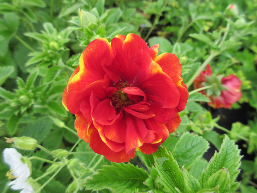 Potentilla Arc-en-ciel - 2 litre pot