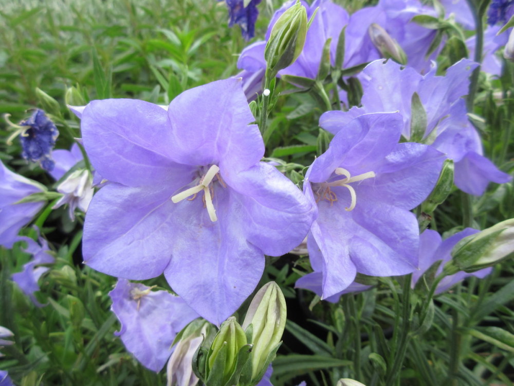 Campanula persicifolia - 9cm pot