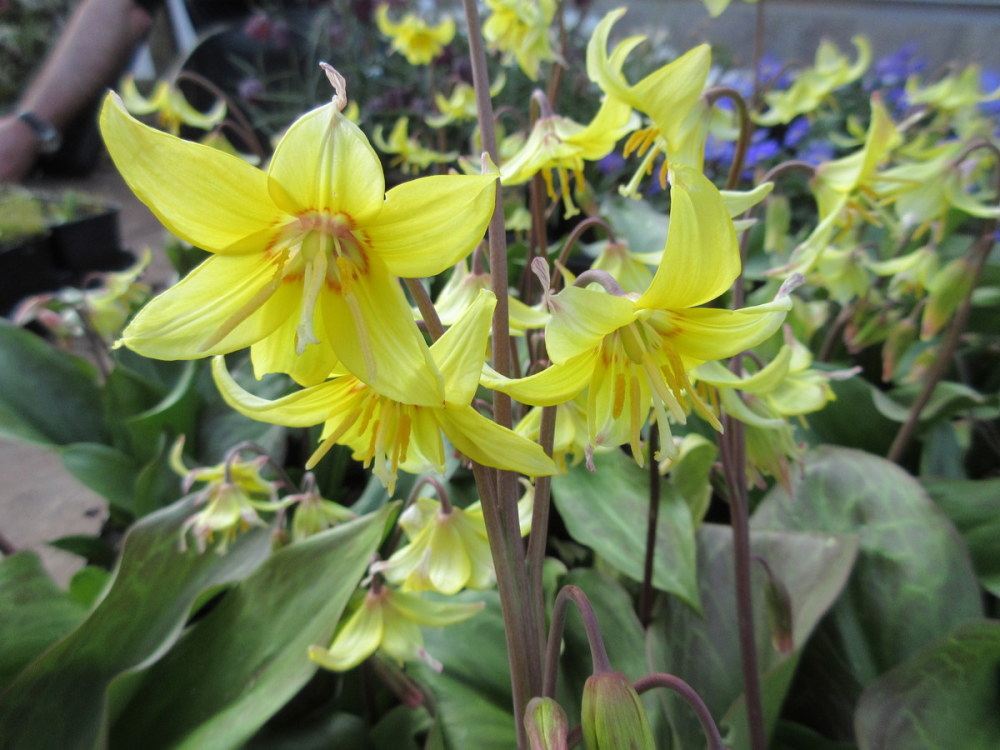 Erythronium 'Pagoda' - 9cm pot