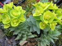 Euphorbia myrsinites - 9cm pot