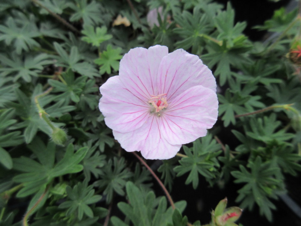 Geranium sanguineum var. striatum - 9cm pot