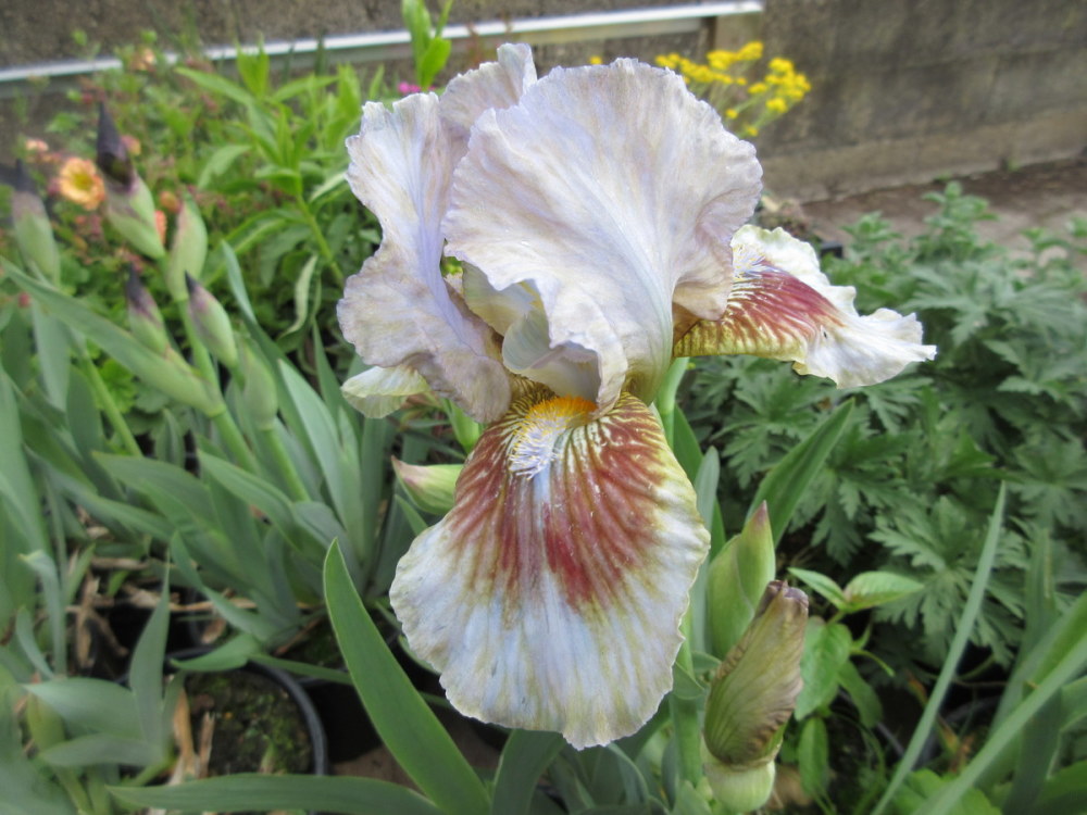 Iris Langport Storm (Intermediate Bearded) - 3 litre pot