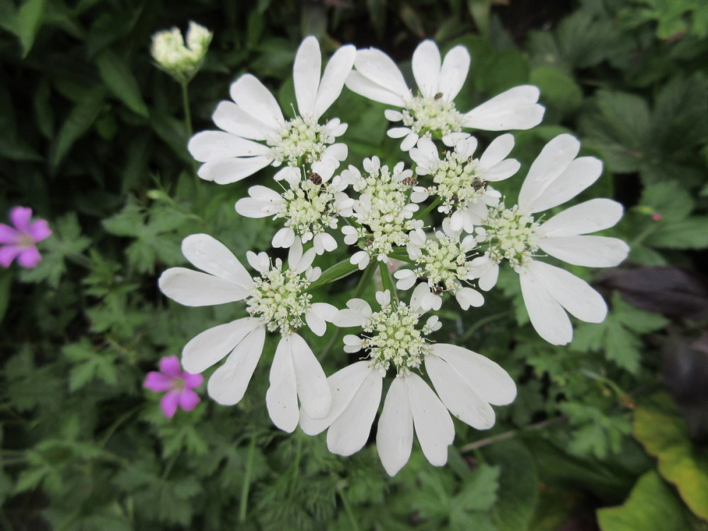 Orlaya grandiflora - 9cm pot