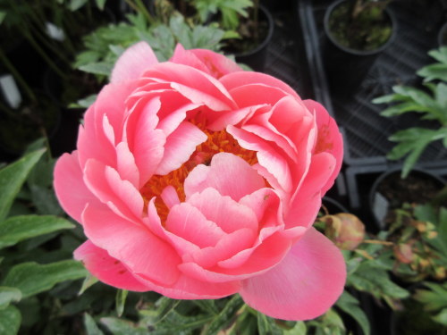 Paeonia Coral Sunset - 3 litre pot