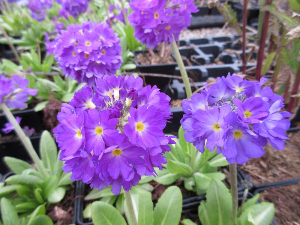 Primula denticulata lilac-flowered - 9cm pot