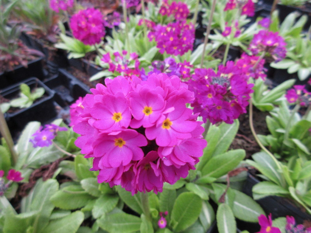 Primula denticulata ruby-flowered - 9cm pot