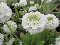 Primula denticulata var. alba - 9cm pot