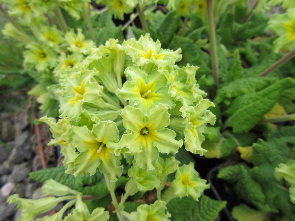 Primula Green Lace