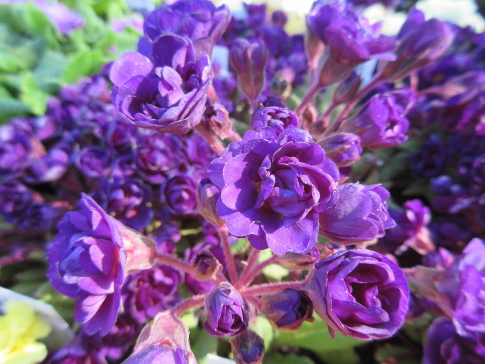 Primula Strong Beer - 9cm pot