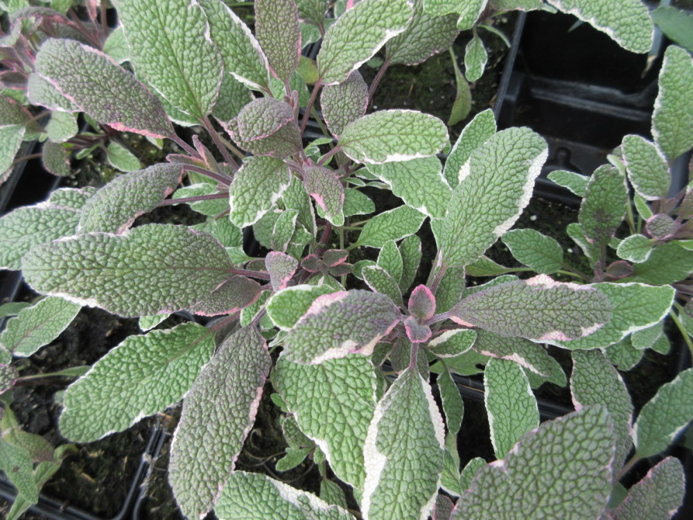 Salvia officinalis Tricolor - 9cm pot