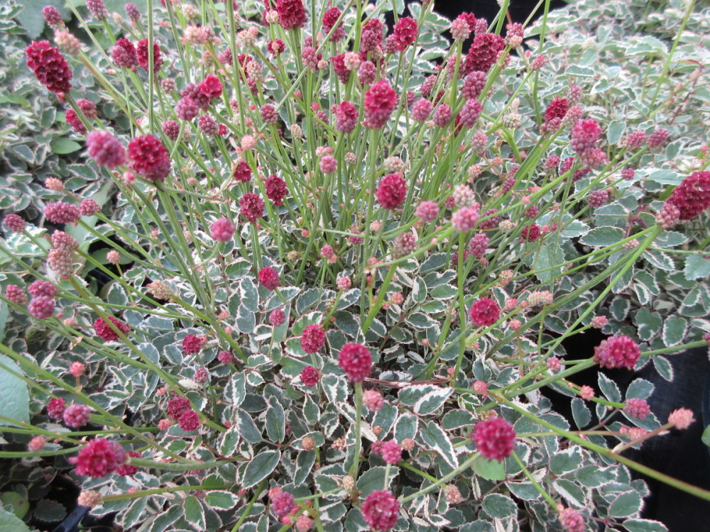 Sanguisorba Little Angel - 2 litre pot